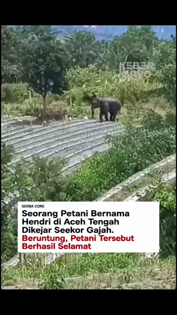 Detik-Detik Seorang petani cabai bernama Hendri dikejar gajah di Buter, Kec Keto