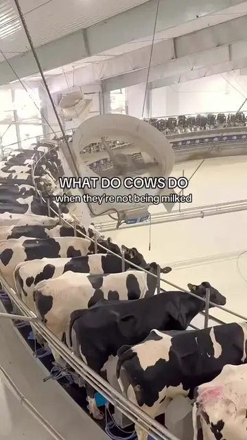 Just some additional clarity for those who don’t know this about dairy 🙏🏼 #veg