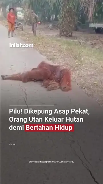 Kepungan asap pekat diduga membuat seekor orang utan keluar dari hutan dan terba