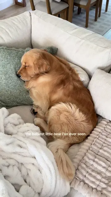 stop I’ll cry #reefthegolden #goldenretriever 