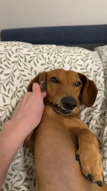 Important call 📞 #fyp #dog #dachshund #pet #viral 