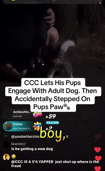 #dogtok #fyp #ccc #foruyou #pups CCC Lets His Pups Near Adult Dogs 🐾