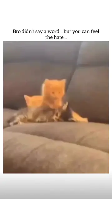 #FunnyCats #CatTok #CatsOfTikTok #CatSoftTikTok #CatLover #Cats #Kitten #FunnyAn
