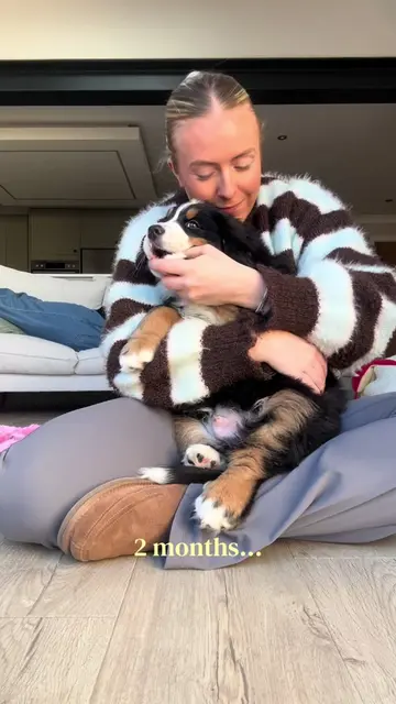 He will always be my baby 🥹 #bernese #bernerpuppy #puppygrowingup #growingup #d