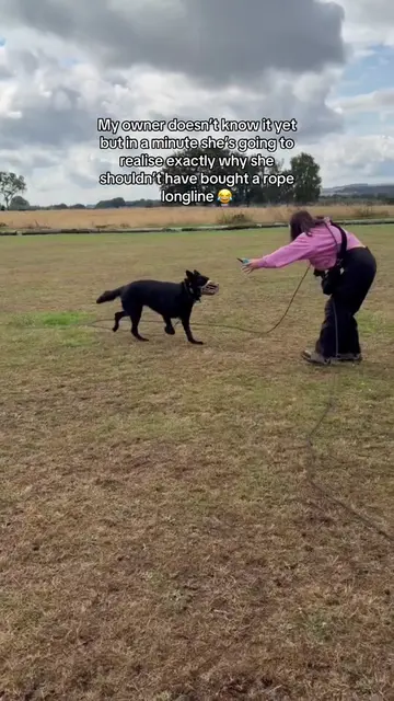 RIP to my skin 😂😭😭😭😭 #longline #ecollartraining #reactivedog #germanshepher