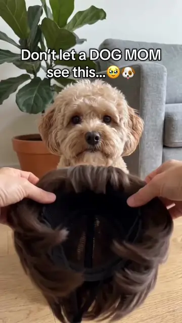 Who needs one? 🎁  #dog #dogmom #dogfunny 
