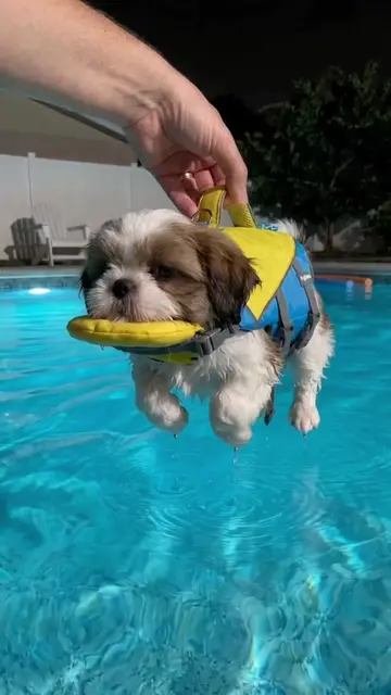 Comment “SWIM” if you’d like late night swims with your pup 🛟🐶🥹 #shihtzu #shi