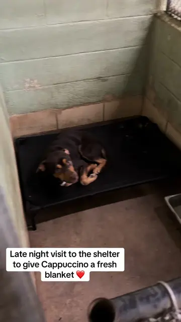 Late night visit with my boy Cappuccino at The City of Mobile Animal Services an