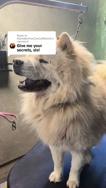 Replying to @MamaButYouCanCallMeAsh Chow chow deshedding / dematt  round 2 ! #do