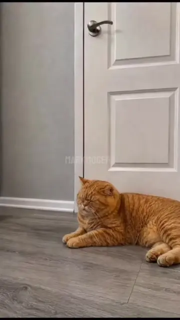 Cats 🐱 vs funnytoy😂😂😂😜😜😜🤣🤣🤣🧸🐈‍⬛🐈…….. #funnycats #funnyvideos #catso