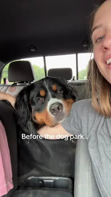 Franklin absolutely loves the dog park, but he dog not like leaving 😂