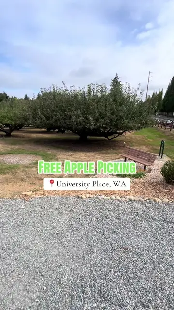 Great activity for the little ones🍎🍏  #apple #fyp #tacomawa #seattle #viral 