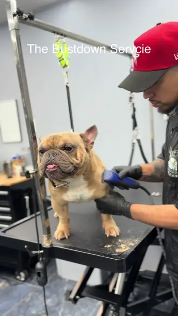 #foryoupage #petgrooming #viraltiktok #trending #animals 