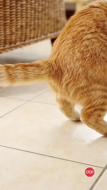 How to Stop Pets From Peeing Inside! Ultimate DIY Stain & Odor Cleaner #Home #Na