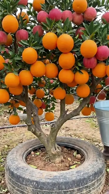 How to Grow Your Own Apple Tree at Home