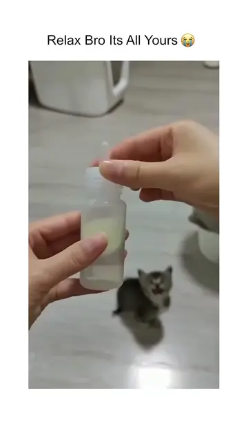 #FunnyCats #CatTok #CatsOfTikTok #CatSoftTikTok #CatLover #Cats #Kitten #FunnyAn