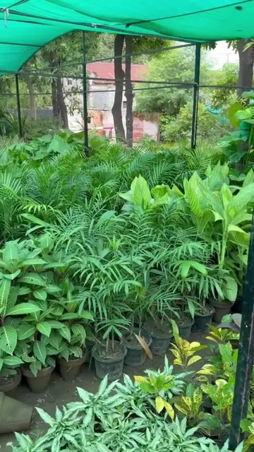 How to use garden Secrets Plants Booster? #plantsbooster #organicgardening #balc