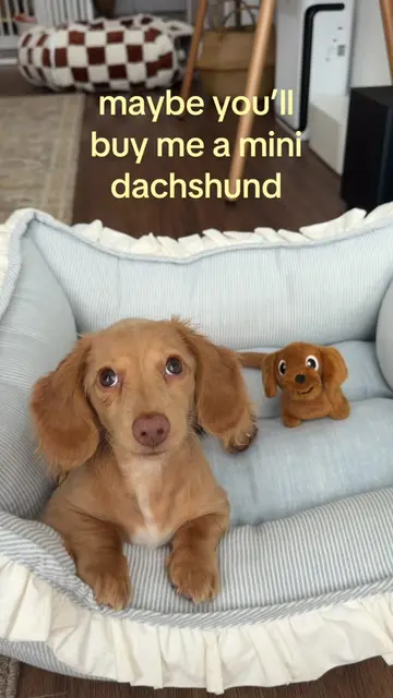but who knows… #minidachshund #dachshund #dachshundsoftiktok #dachshundpuppy 