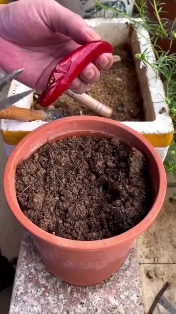 How to Plant Chili Peppers from Fresh Store-Bought Pods