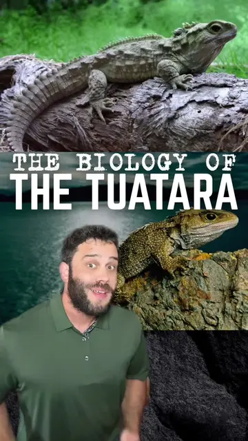 The Biology of the Tuatara | The unique reptile that looks like a lizard #animal