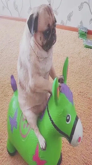 i love my pugs🥹#pug #dog #fyp #cute #stretchtok 