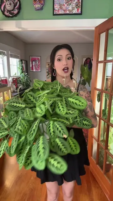 My top maranta tips!!🌱☀️ these plants can be quite tricky, but when you give th