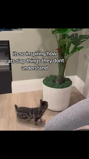 This dumbass bro 😭😭💔 shes so nosy #fyp #cats #catbehavior #relatable #silly 
