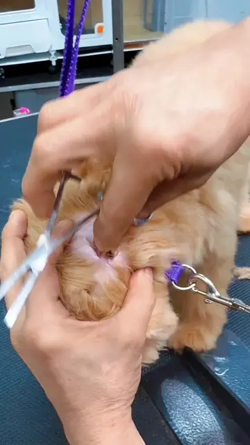 One small service, big relief. *Performed by a professional groomer. Enjoy 30% o