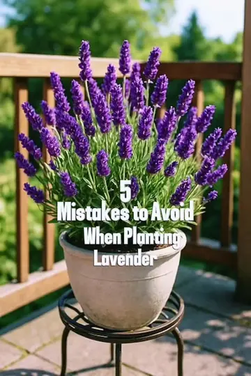 🌿 DON’T MAKE THIS MISTAKE WHEN PLANTING LAVENDER! ❌ Lavender is easy to grow—bu