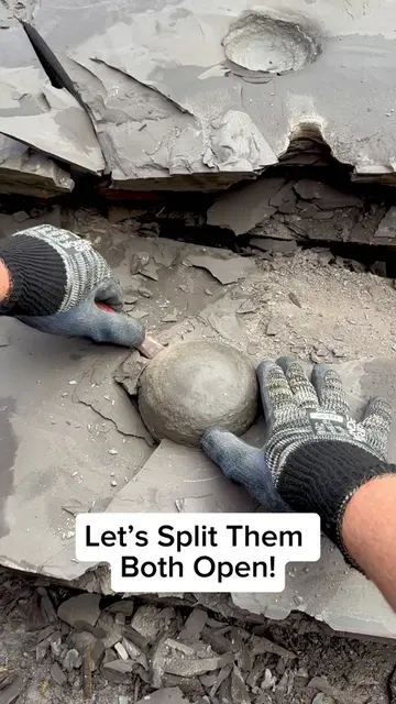 You won’t believe what was hiding in this freshly exposed Jurassic Coast shale! 