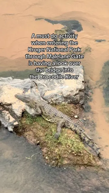 This is NOT the place to go swimming 🐊 #creatorsearchinsights #wildsafari #croc