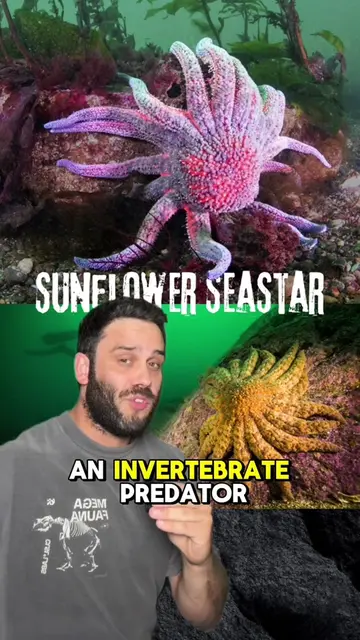 Replying to @Not Nate Saving the Sunflower Sea Star, the giant invertebrate prot