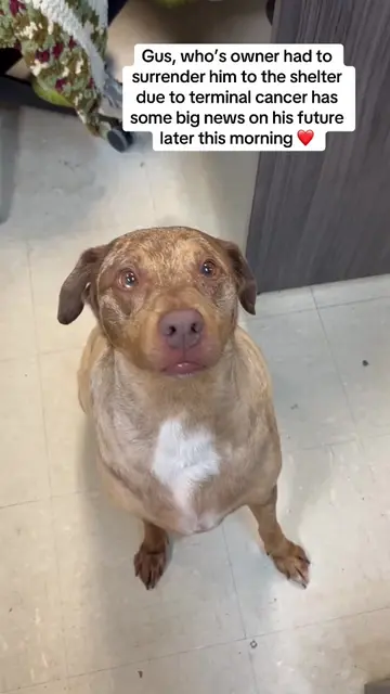 Gus, who’s owner had to surrender him to The City of Mobile Animal Services due 