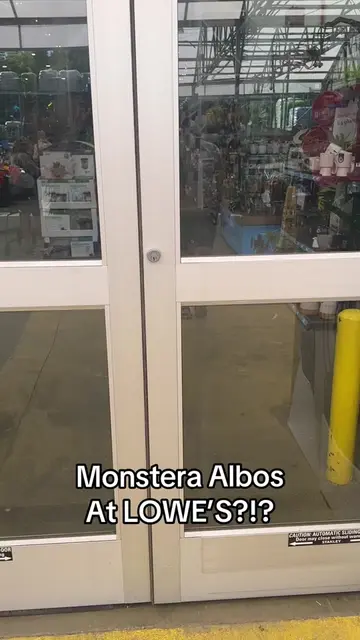My Lowe’s got the monstera albo!! If I didn’t already have one, they’d definitel