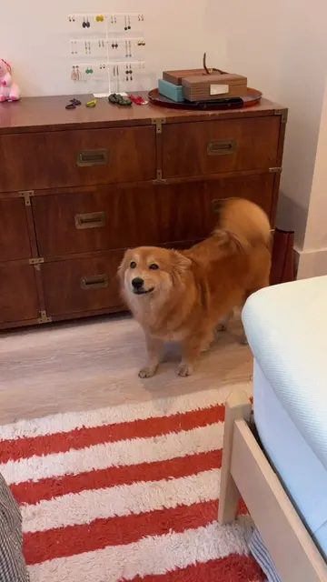 what does Honey want this fine evening? #chowchow #chowcorgi #adoptdontshop #dog