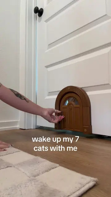 the best part of waking up is remembering I have 7 cats in my house 🐱