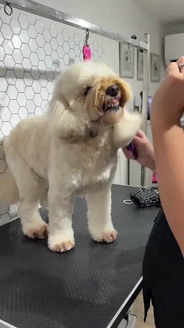 My poor finger 🙃 #doggrooming #dog #cockapoo #dogsoftiktok 