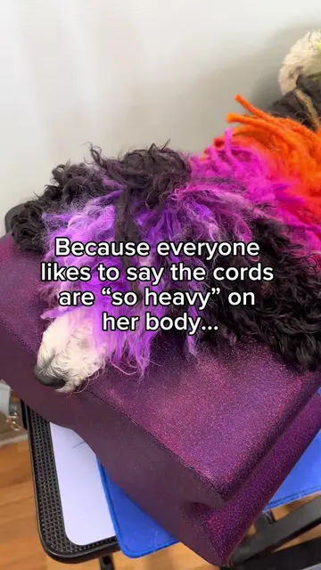 #maslowthetrickcorgi #poodle #doggrooming #doggroomer 
