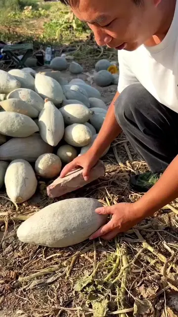 Extremely Satisfying Squash Harvest &amp; Knife Cutting Sound