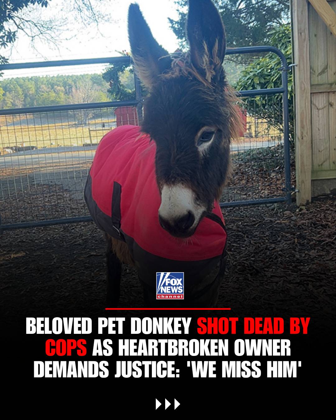 A Georgia family's beloved baby donkey was shot and killed by police after offic