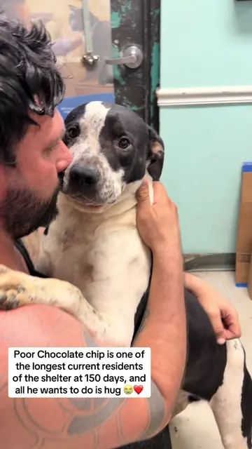 Meet Chocolate Chip. Chocolate chip is one of the longest current residence of t