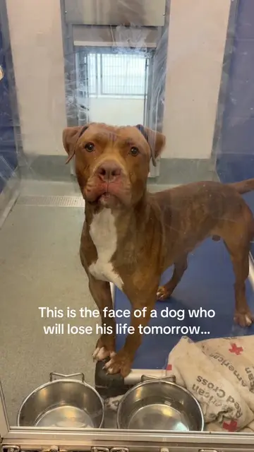 UPDATE: RESCUED ❤️ 🚨‼️ EUTHANASIA DEADLINE 5pm TODAY 9/2‼️🚨 📍INDIANAPOLIS, IN