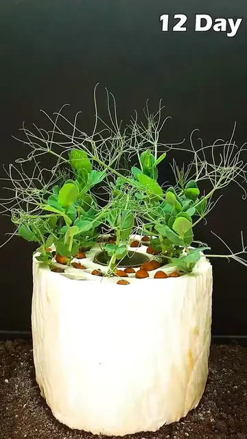 🌾 Rice grain development process – time-lapse video#plants #timelapse 
