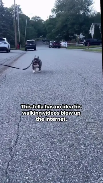 #dogwalking #doglovers #dogsoffacebook #americanbully #pocketbully #ivdd