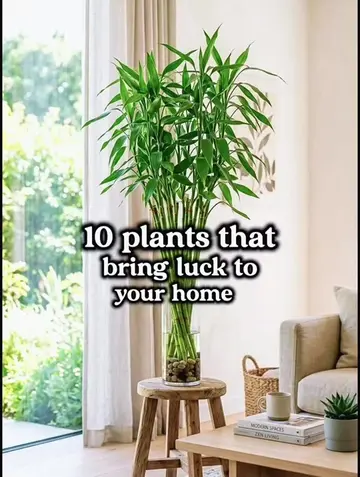 🍀 10 Plants Believed to Bring Luck Into Your Home! 🌿✨ Looking to fill your hom