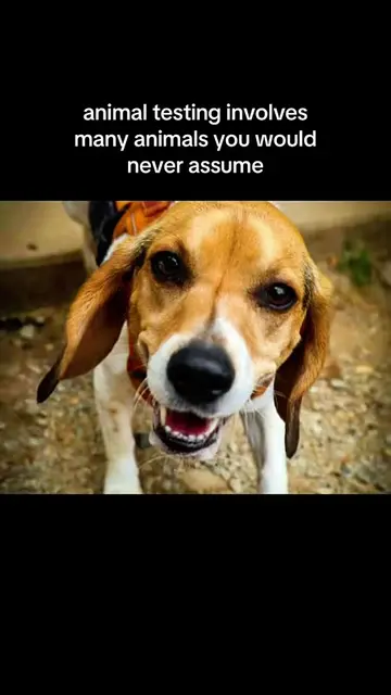 There are so many animals used in experiments that most people would never even 
