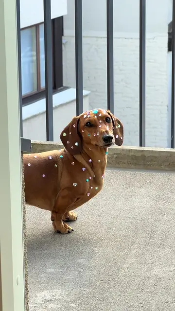 I know who you are 🧛  #fyp #dog #dachshund #pet #viral 