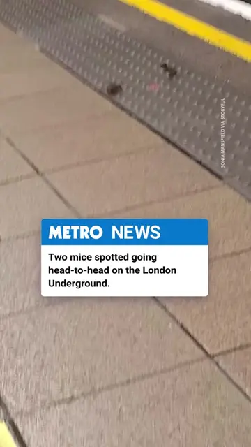 Two mice were spotted going head-to-head on the London Underground at Oxford Cir