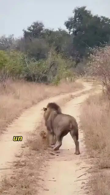 The male lion attacked the cub.#animals #Foryou #Friendship #Us #fyp