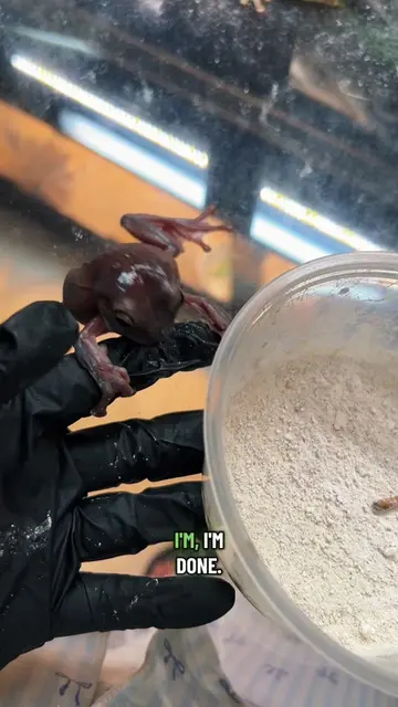 The finale of the frog feeding that rage baited me into leaving my reptile room 